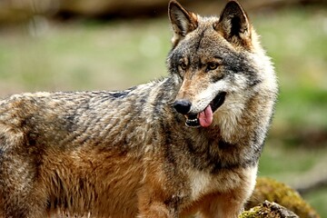 loup