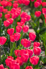 Red tulips growing in garden