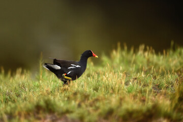 Common Moorhen - Gallinula chloropus - water hens - On the banks of lakes, they search for food, surrounded by green grass and trees

