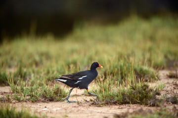 Common Moorhen - Gallinula chloropus - water hens - On the banks of lakes, they search for food, surrounded by green grass and trees
