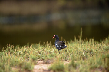 Common Moorhen - Gallinula chloropus - water hens - On the banks of lakes, they search for food, surrounded by green grass and trees

