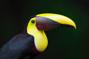 Yellow-throated Toucan perching on branch