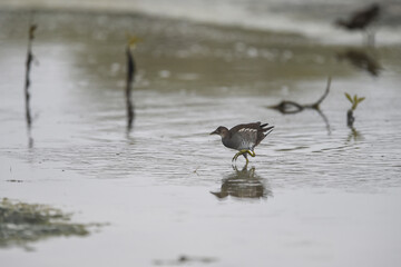 Common Moorhen - Gallinula chloropus - water hens - On the banks of lakes, they search for food, surrounded by green grass and trees
