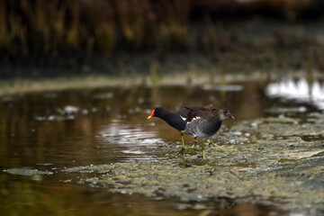 Common Moorhen - Gallinula chloropus - water hens - On the banks of lakes, they search for food, surrounded by green grass and trees
