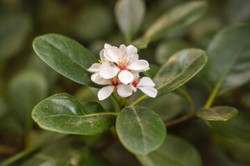 A small white flower with red stamens blooms in the garden. Rafiolepis Indian or needleberry in the botanical garden, greenhouse.