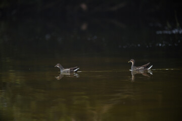 Common Moorhen - Gallinula chloropus - water hens - On the banks of lakes, they search for food, surrounded by green grass and trees
