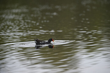 Common Moorhen - Gallinula chloropus - water hens - On the banks of lakes, they search for food,...