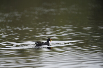 Common Moorhen - Gallinula chloropus - water hens - On the banks of lakes, they search for food, surrounded by green grass and trees
