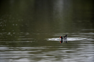 Common Moorhen - Gallinula chloropus - water hens - On the banks of lakes, they search for food,...