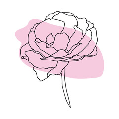 Rose hand drawn illustration in vecor. Sketches, line art.