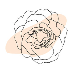 Rose hand drawn illustration in vecor. Sketches, line art.