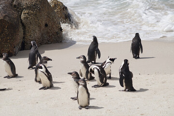 Cape penguins at Boulders Beach, Simon's Town, South Africa