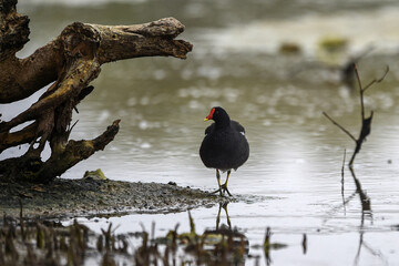 Common Moorhen - Gallinula chloropus - water hens - On the banks of lakes, they search for food, surrounded by green grass and trees
