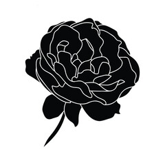 Rose hand drawn illustration in vecor. Sketches, line art.