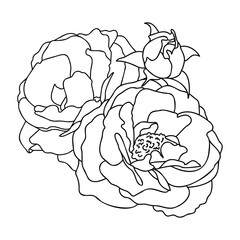 Rose hand drawn illustration in vecor. Sketches, line art.
