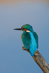 Eisvogel sitzt auf Ast
