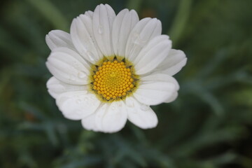 white daisy flower