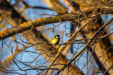 bird tit sitting on a branch in the evening sun