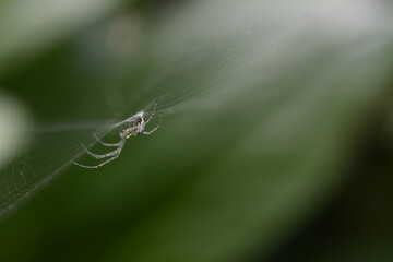 Common Garden Spider in Web 4