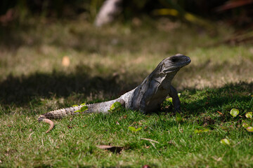 Iguana Meksyk