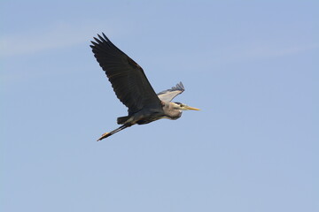 Great Blue Heron in Flight 2