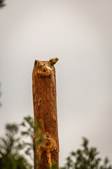 Serinus canaria pertence a la familia Fringillidae.