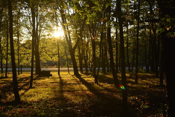 Trees backlit in golden sunlight 2