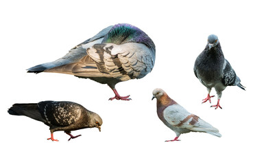 Dove hides its head in feathers grey pigeons set doves in different poses group curious urban isolated png background