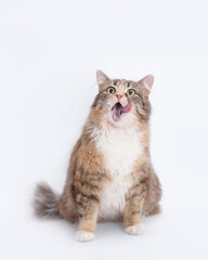Fototapeta na wymiar Cat sits and licks its lips. Cat with open mouth. White background studio shot of feline. Studio shot of a domestic Kitten looking up. Fluffy Kitten with whiskers on white backdrop. Vertical photo