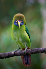 Northern Emerald Toucanet