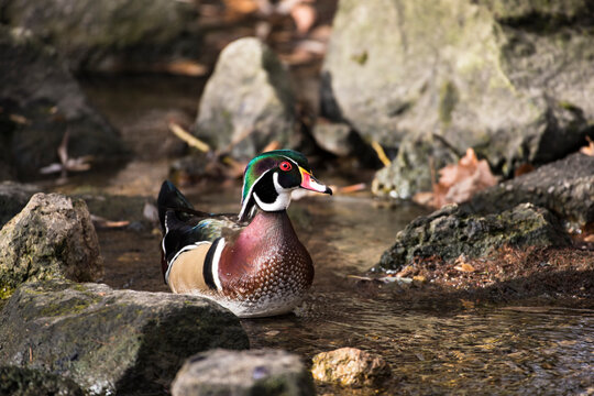 wood duck floating in a nature rocky stream in a park