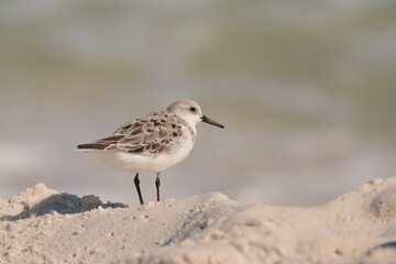 Obraz premium Sanderling on a beach