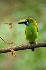 Emerald Toucanet perching on mossy branch