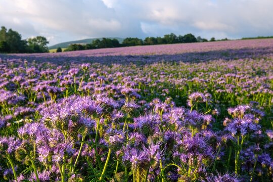 Lilac field of facelia, flowers. Phacelia Plantation in the summer. Pink, purple Facelia in the field. Honey culture.