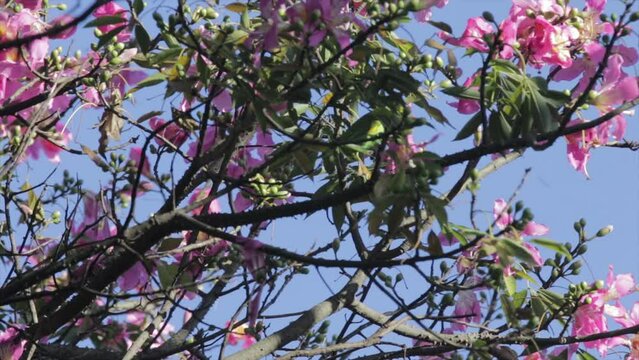 Native bees collecting nectar from kapok flowers. Chorisia speciosa (Bombacaceae). Parekeets