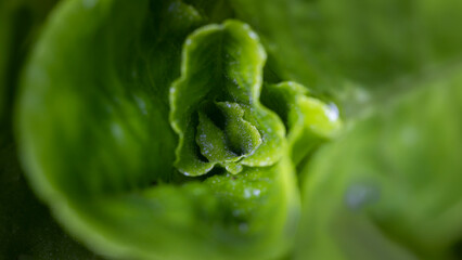 Organic lettuce leaves macro close-up on a dark background