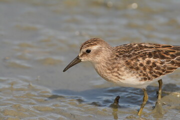 Least Sandpiper close-up
