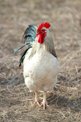Beautiful Rooster standing on  blurred brown background. Portrait of a beautiful colorful rooster with a bright red comb. Copy space for text. White rooster on the farm. Vertical photo