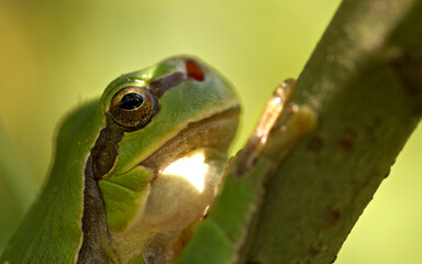 European tree frog Hyla arborea green frog Hylidae Amphibians in natural habitat. Frog, Tree frog sitting on a branch at spring.