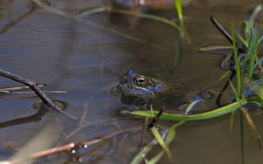 Frog in the lake on the spring. Rana arvalis. Moor frog blue one on a spring. 