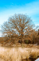 A lonely tree without leaves on a clear day
