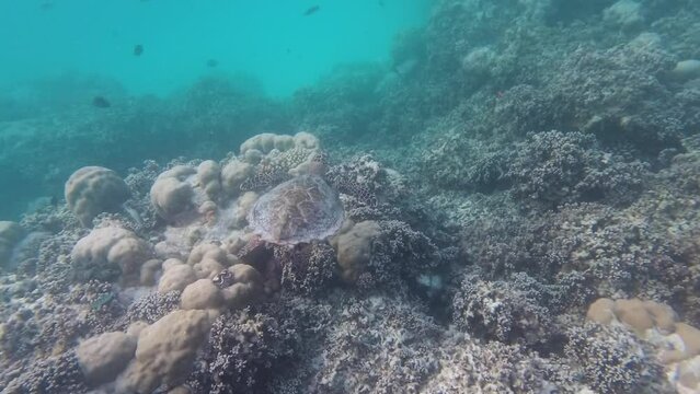Green sea turtle swimming underwater above coral reef, slow motion. Wildlife underwater in Maldives