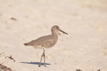 Willet on a beach