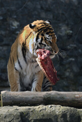Ferocious Siberian tiger (P. t. altaica), also known as Amur tiger, with piece of meat. Focus on face