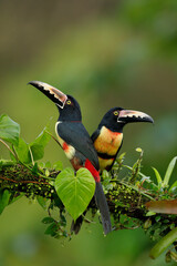 Collared Aracaries perching on branch,