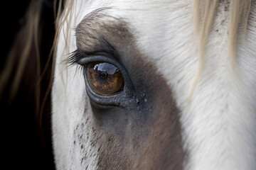 Close up of the lovely eyes of a dejected horse. Generative AI