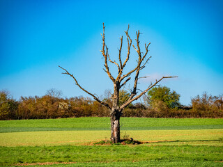 Abgestorbener Baum