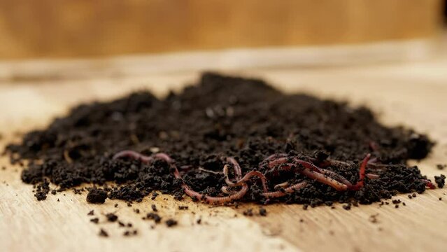 Close up, Crawling Red Earthworms in Black Soil Isolated on Wooden Background. Slow motion. Group of wriggling earthworms in wet compost. Fishing worms. Red worms Dendrobaena. Loosening fertile soil.