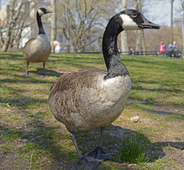 Barnacle geese (Branta leucopsis) in Central Park in New York City on spring sunny day. Focus on head