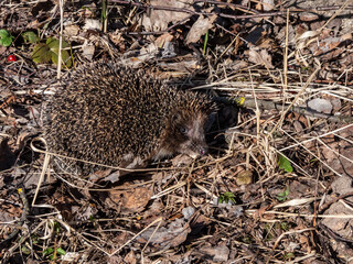 Close-up shot of the adult European hedgehog (Erinaceus europaeus) with focus on face and eye in spring awaken after winter. Beautiful animal and forest scenery